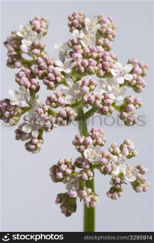 White And Pink Blooming Allheal Valerian