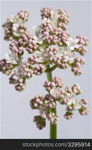 White And Pink Blooming Allheal Valerian