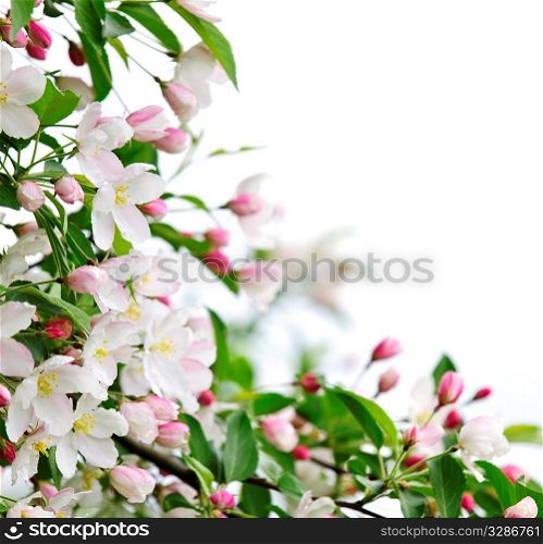 White and pink blossoms on apple tree branches on white background