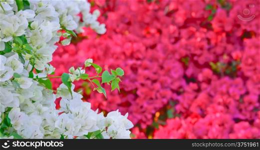 white and pink color bougainvillea flower