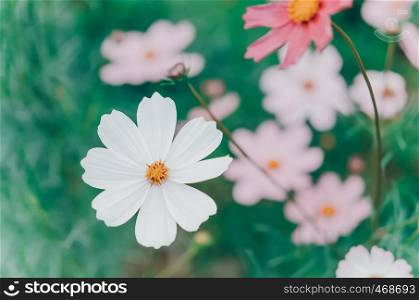 white and pink cosmos flower blooming in the green field, hipster tone. pink cosmos flower