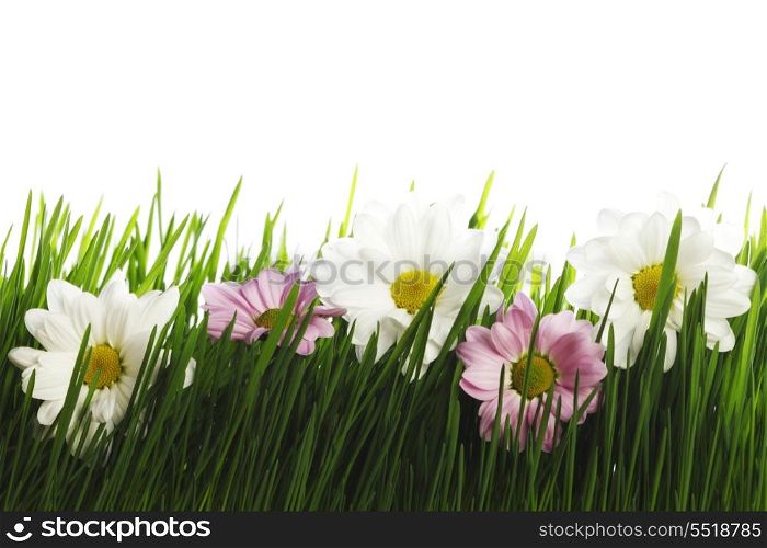 White and pink daisy flowers in grass isolated on white background