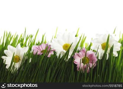 White and pink daisy flowers in grass isolated on white background
