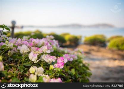white and pink flower near the sea blur background