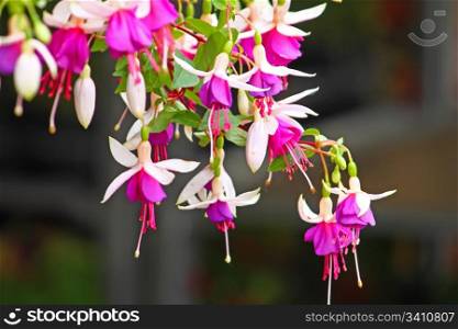 White and pink flowers of fuchsia