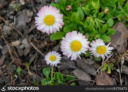 White and pink garden daisies - view from above