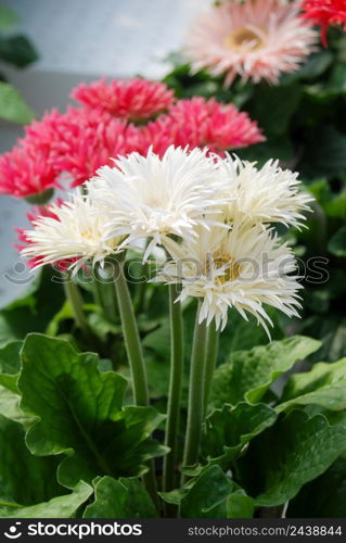 White and Pink Gerbera daisy. Gerbera plant in pot on the table. Full bloom flowers.. White and Pink Gerbera daisy. Gerbera plant in pot on the table. Full bloom.