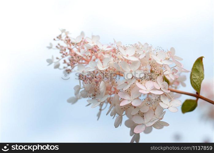 White and pink lilac flowers closeup on sky background. Syringa vulgaris. White and pink lilac flowers closeup on sky background