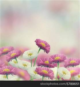 White And Pink Marguerite Flowers