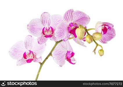 White and pink orchid flower isolated on a white background