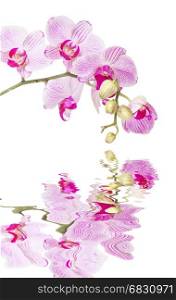 White and pink orchid flower isolated on a white background, reflected in a water surface with small waves