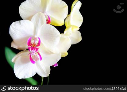 White and pink orchids isolated on black background