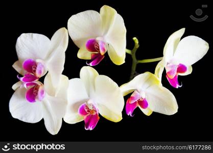 White and pink orchids isolated on black background