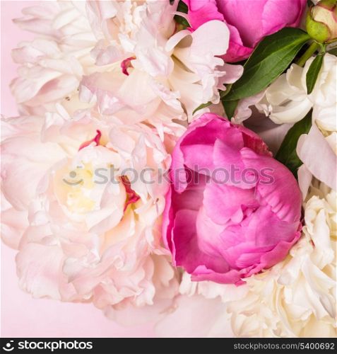 White and pink peonies on soft background for design