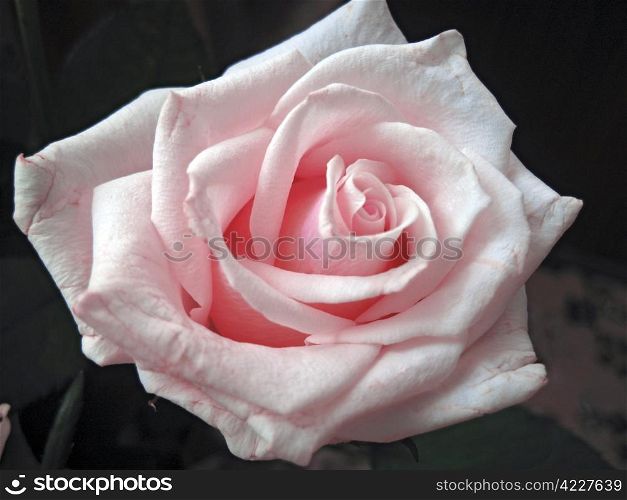 White and pink rose blooming