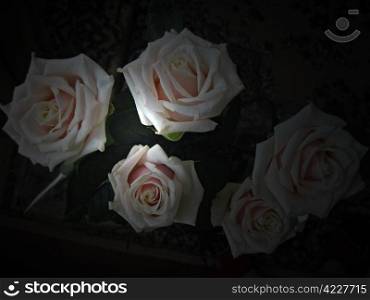 White and pink rose blooming