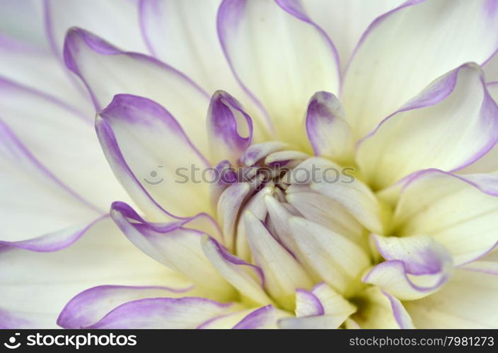 White and purple Dahlia in the garden