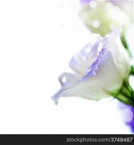 White and purple eustoma flowers isolated on white