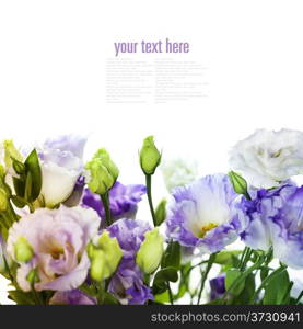 White and purple eustoma flowers isolated on white (with easy removable sample text)