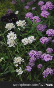 white and purple flowers on thin stems on a green background