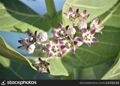 White and purple giant milkweed flower blossoms blooming and flowering.