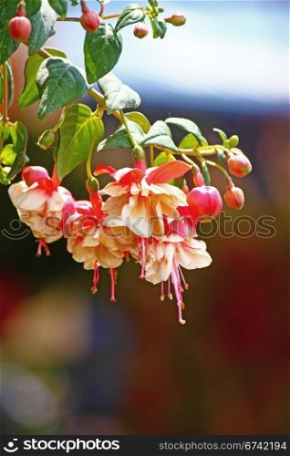 White and red flowers of fuchsia