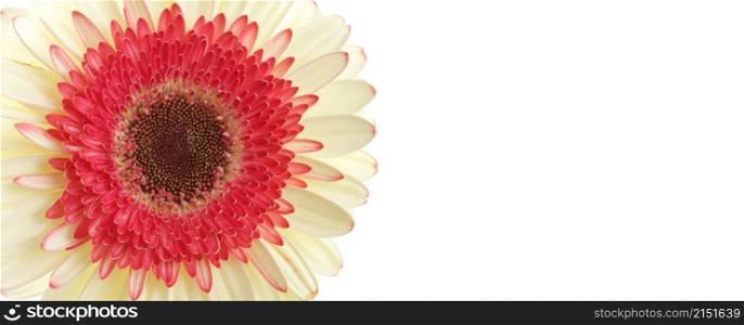 White and red gerbera flower isolated on white horizontal long.