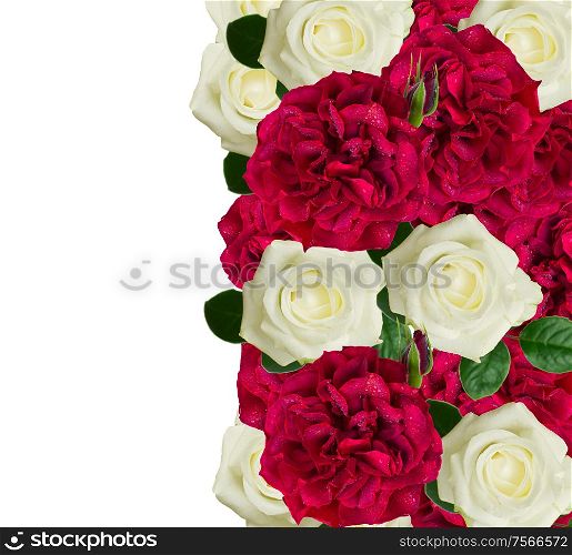 white and red roses border isolated on white background. white and red roses border