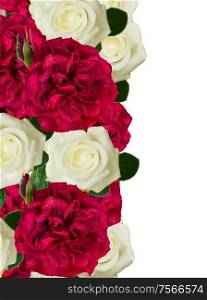 white and red roses border isolated on white background. white and red roses border