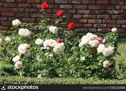 white and red roses in the garden