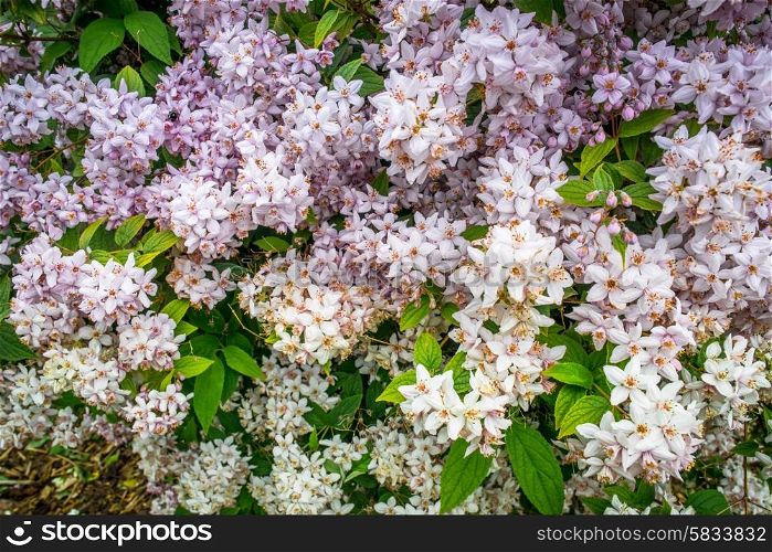 White and violet flowers on a big bush