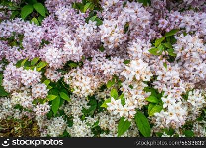 White and violet flowers on a big bush