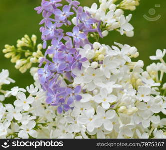 White and violet Lilac twig on the green background