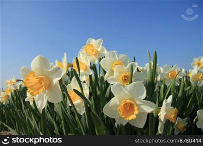White and yellow daffodils in full sunlight, blue sky