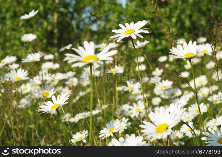 White and yellow daisies