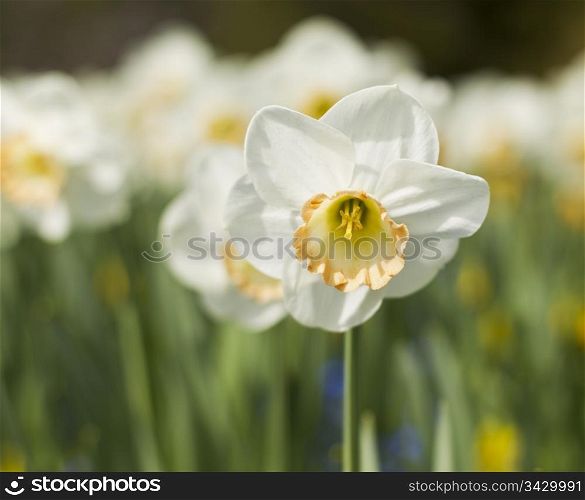 White and yellow flower in full bloom with flowers in background