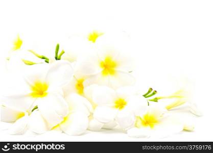 White and yellow fragrant flower, Plumeria or frangipani, isolated on a white background