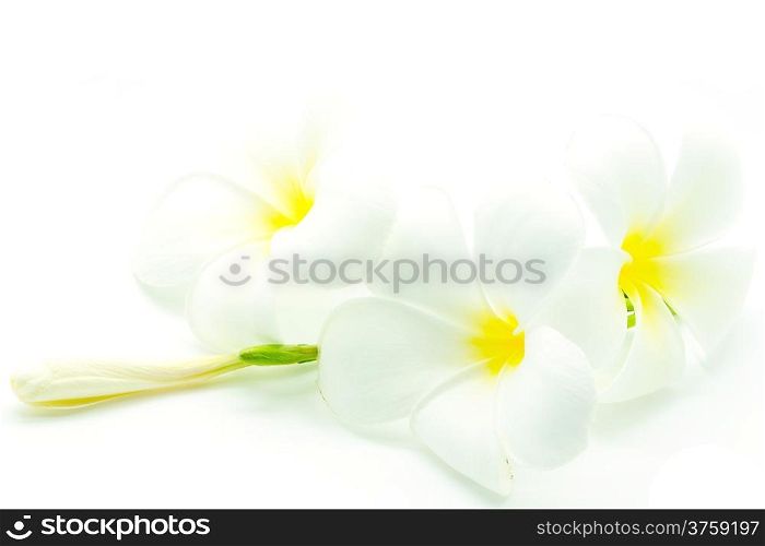 White and yellow fragrant flowers, Plumeria or frangipani, isolated on a white background