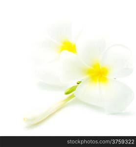 White and yellow fragrant flowers, Plumeria or frangipani, isolated on a white background