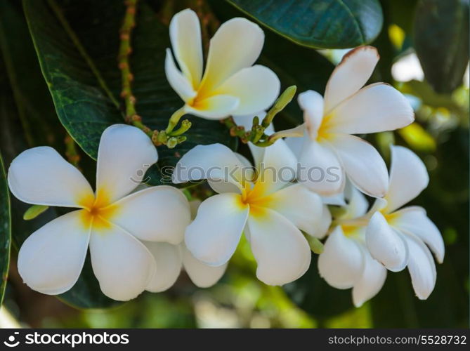 white and yellow frangipani flowers