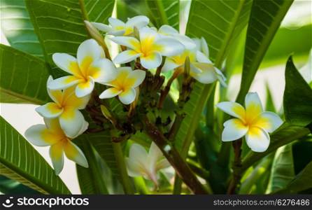 white and yellow frangipani flowers