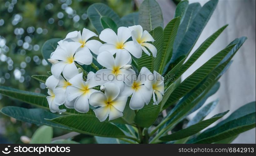 white and yellow frangipani flowers. white and yellow frangipani flowers with leaves in background