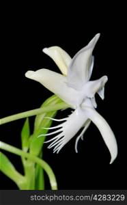 White and yellow ground orchid, Pecteilis susannae, isolated on a black background