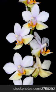 White and yellow orchid, Phalaenopsis hybrid
