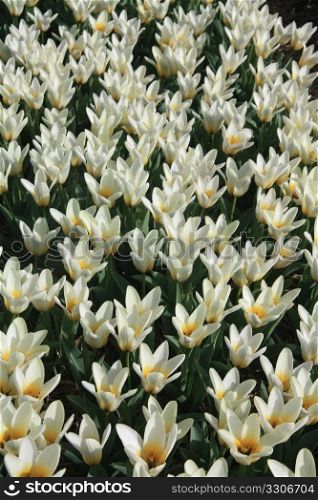 White and yellow tulips growing on a field - Floral industry