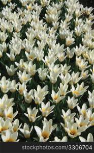White and yellow tulips growing on a field - Floral industry