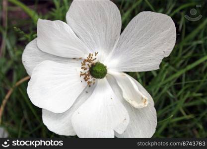white anemone flower