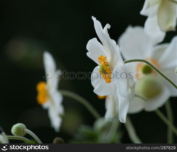 white anemone flower blossom on natural background. anemone flowers