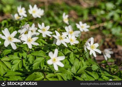 White Anemone flowers in a green forest in the spring