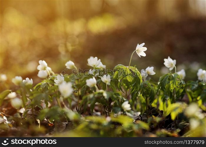 White anemone flowers in the awakening spring forest. First flowers in early spring with bright light nature forest background. close up first white spring forest anemone. selective focus. copy space.. White anemone flowers in the awakening spring forest. First flowers in early spring with bright light nature forest background. close up first white spring forest anemone. selective focus. copy space